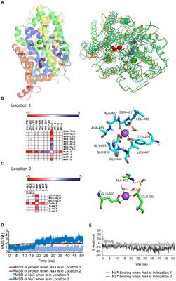 Modification of a Putative Third Sodium Site in the Glycine Transporter GlyT2 Influences the Chloride Dependence of Substrate Transport